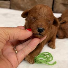 Micro mini boy Green Collar - Red  male Goldendoodle puppy in Cullman, Alabama from My Awesome Rover