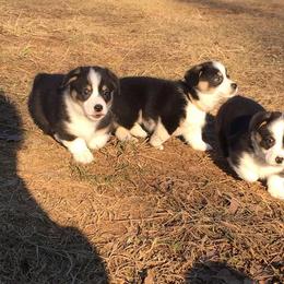 Pembroke Welsh Corgi Puppies from KBI FARM