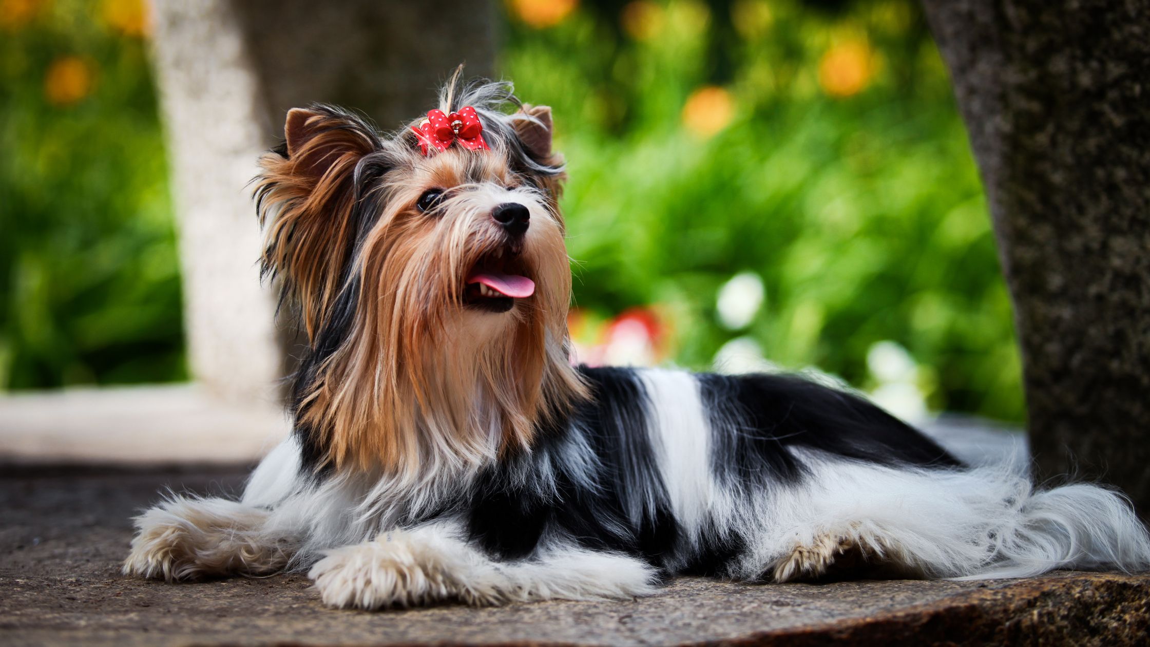 Biewer yorkshire terrier for hot sale sale