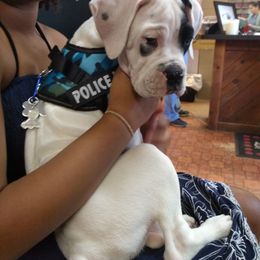 Boxer Puppies from Huntley Boxer Pieces