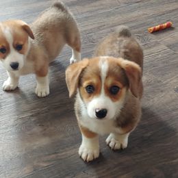 Pembroke Welsh Corgi Puppies from Johnson's Pembroke Welsh Corgi's