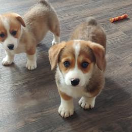 Pembroke Welsh Corgi Puppies from Johnson's Pembroke Welsh Corgi's