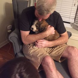 Bernedoodle Puppies from Bernedoodles of the Ozarks