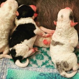 Border Collie and Bordoodle Puppies from Oregon Bordoodles