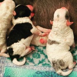 Border Collie and Bordoodle Puppies from Oregon Bordoodles