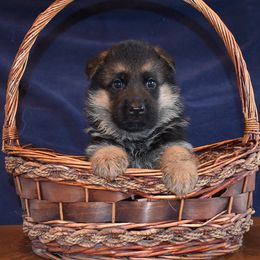 German Shepherd Puppies from Vom Dortmunder German Shepherds
