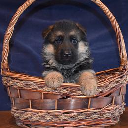 German Shepherd Puppies from Vom Dortmunder German Shepherds