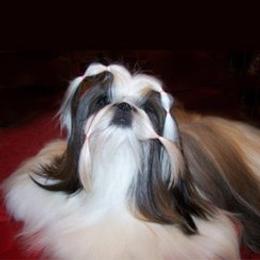 Dede - Shih Tzu