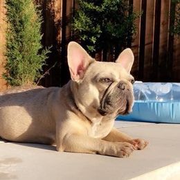 Ruby - French Bulldog