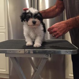 Havanese Puppies from Harmony Havanese