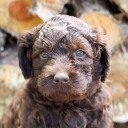 Ausm Labradoodles breeder of Australian Labradoodle