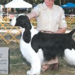 Cash - English Springer Spaniel