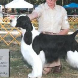 Cash - English Springer Spaniel