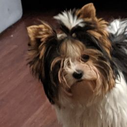 Biewer Terrier Puppies from Imperial BabyDoll Biewers