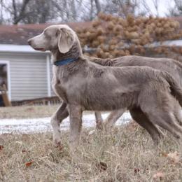 German Shorthaired Pointer and Weimaraner All Grown Up from Drehbar Weimaraners & GSP's