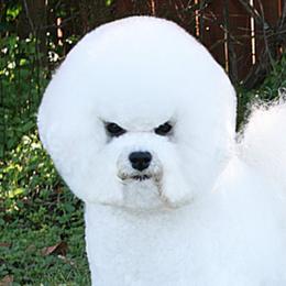Dior - Bichon Frise