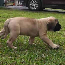Mastiff Puppies from Rosehill Mastiffs