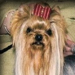 Masterpiece - Yorkshire Terrier