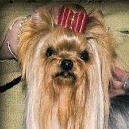 Masterpiece - Yorkshire Terrier
