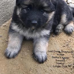 German Shepherd Puppies from Lost Creek German Shepherds LLC