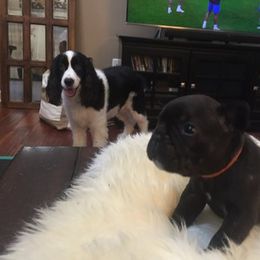 French Bulldog Puppies from Cedar Croft Kennel