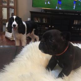 French Bulldog Puppies from Cedar Croft Kennel