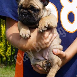 English Bulldog and French Bulldog Puppies from ClayBulldogs