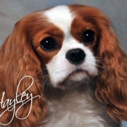 Hayley - Cavalier King Charles Spaniel