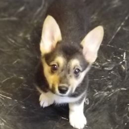 Pembroke Welsh Corgi Puppies from Benischek's P. W. Corgi's