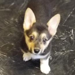 Pembroke Welsh Corgi Puppies from Benischek's P. W. Corgi's