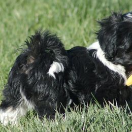 Havanese Puppies from Revistio Havanese