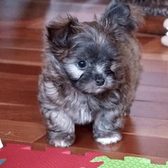 Mi-Ki Puppies from Rare Gem Mi-Ki’s LTD