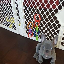 English Bulldog and French Bulldog Puppies from Superb Bulldogs