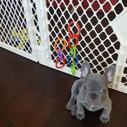 English Bulldog and French Bulldog Puppies from Superb Bulldogs