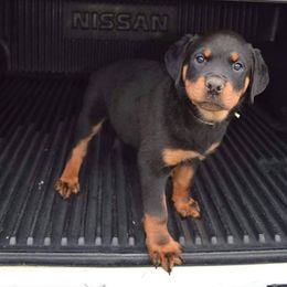Rottweiler Puppies from Brooks Rottweilers
