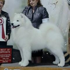Tony - Samoyed
