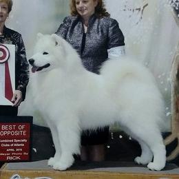 Tony - Samoyed