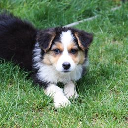 Australian Shepherd Puppies from Wilso Australian Shepherds