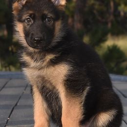 German Shepherd Puppies from Vom Dortmunder German Shepherds