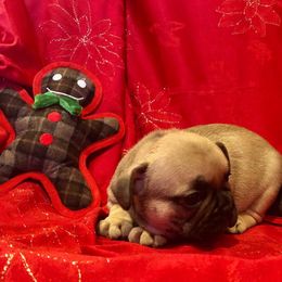 French Bulldog Puppies from Knollridge Frenchies