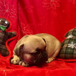 French Bulldog Puppies from Knollridge Frenchies
