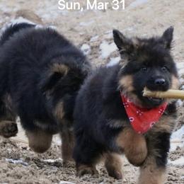 German Shepherd Puppies from Lost Creek German Shepherds LLC