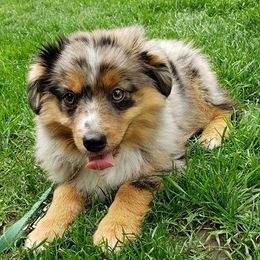 Toy Australian Shepherd Puppies from Thornton's Lil Aussies
