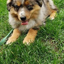Toy Australian Shepherd Puppies from Thornton's Lil Aussies
