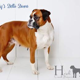 Boxer All Grown Up from Hawk Creek Boxers