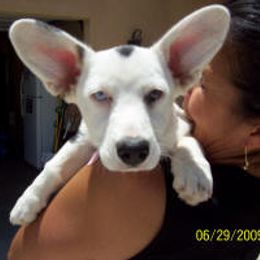 Cardigan Welsh Corgi Puppies from Mackey Cardigans