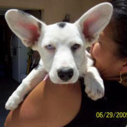 Cardigan Welsh Corgi Puppies from Mackey Cardigans