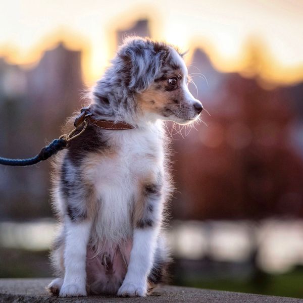 Toy Australian Shepherd