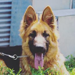 German Shepherd Puppies from Lost Creek German Shepherds LLC