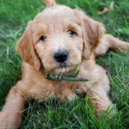 HeartSong Homestead breeder of Goldendoodle